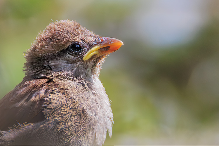 male house sparrow